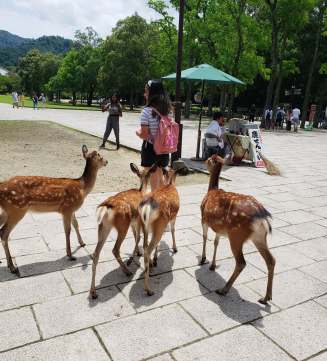 38502501_2240224466212699_8192074222135148544_n